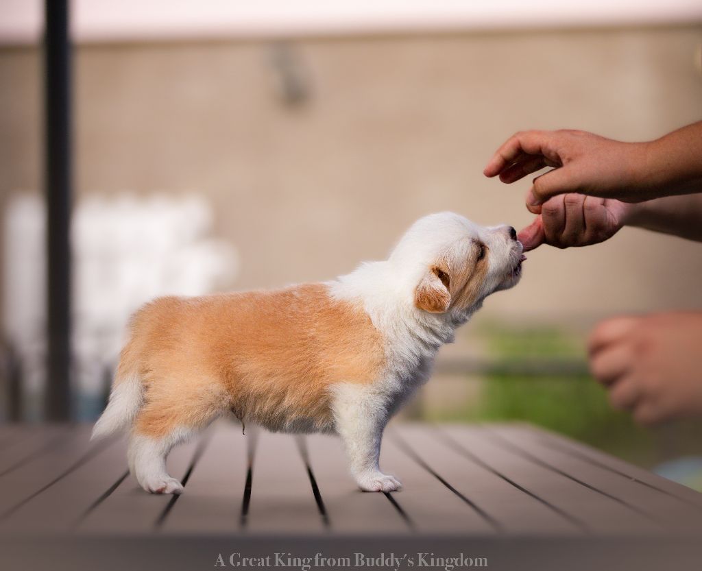 A great king From Buddy's Kingdom