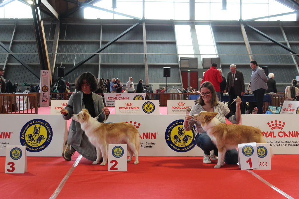 Exposition Canine Nationale de Amiens