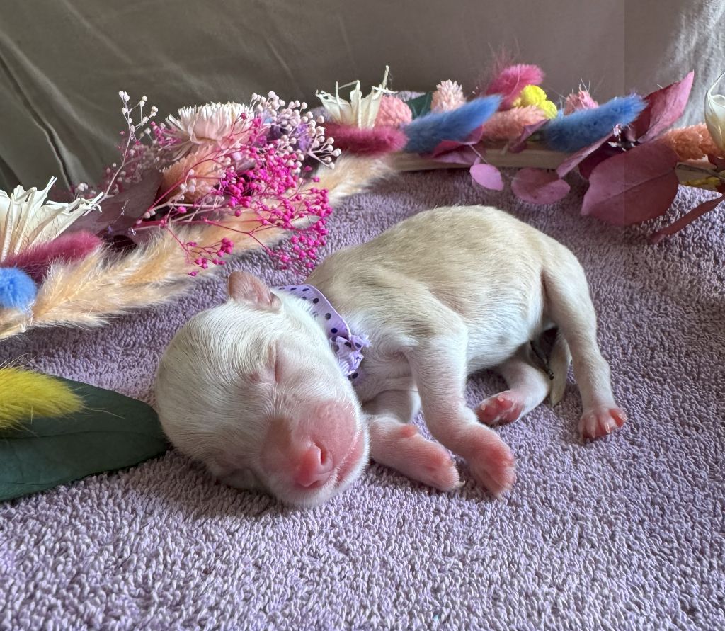 From Buddy's Kingdom - Chiots disponibles - Border Collie