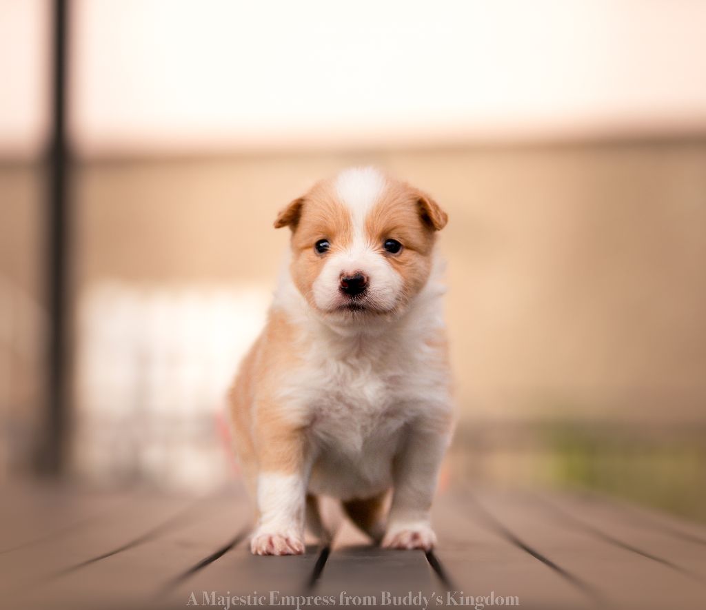 From Buddy's Kingdom - Chiots disponibles - Border Collie