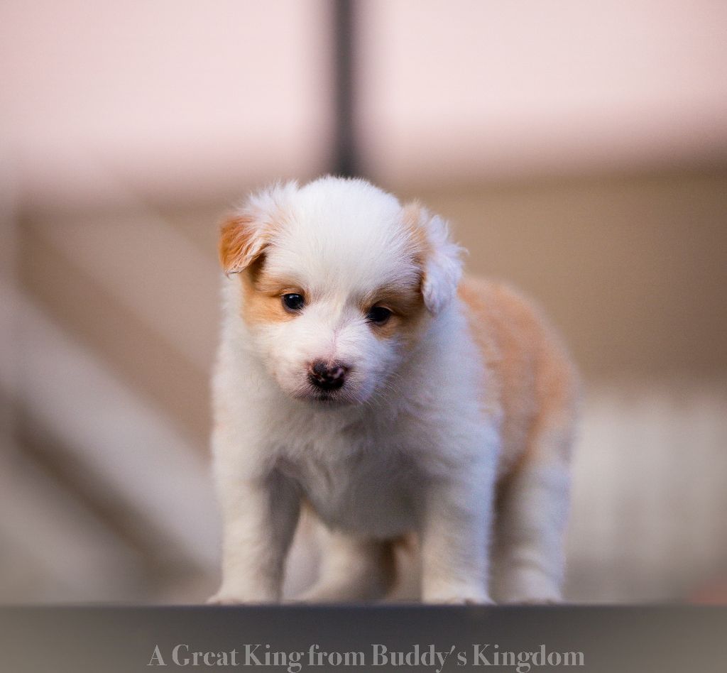 From Buddy's Kingdom - Chiots disponibles - Border Collie