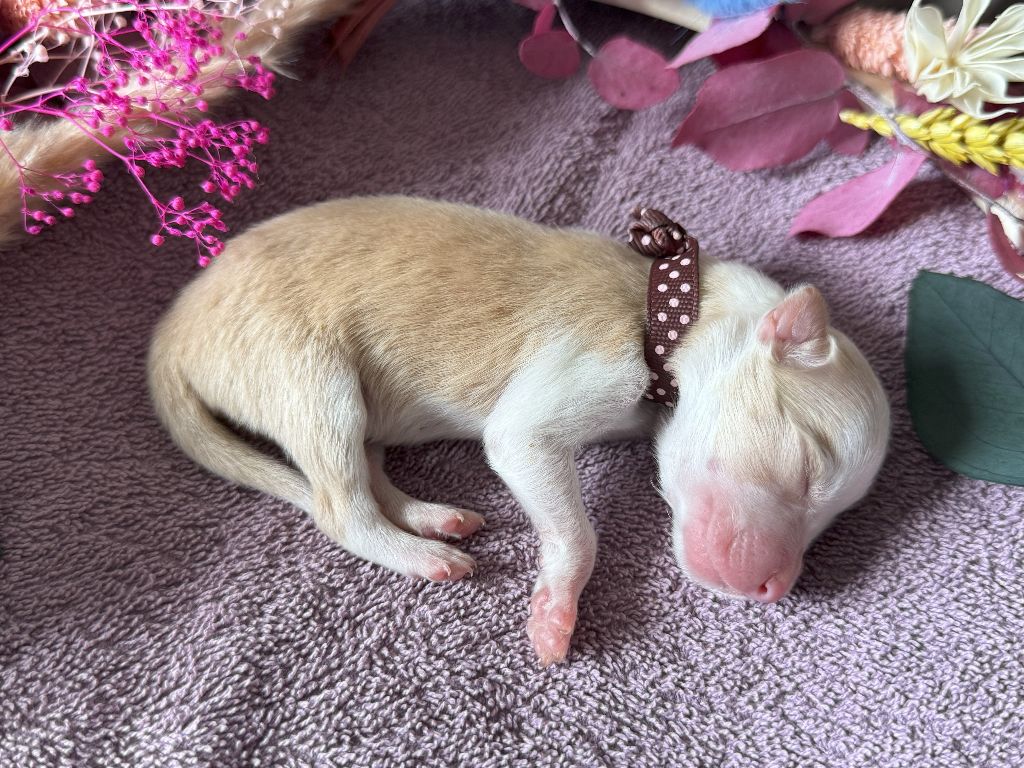 From Buddy's Kingdom - Chiots disponibles - Border Collie